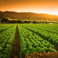 The Essential Guide to Understanding the Role of a Farm Owner