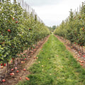 What Is an Orchard? How Black-Owned Farms Are Nurturing Sustainable Growth