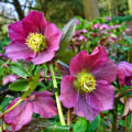 The First Flowers of Spring: A Visual Guide to the Colorful Blooms that Herald the End of Winter