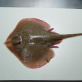 How To Choose The Freshest Skate Fish At The Market