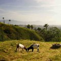 Discover Black-Owned Farm And Ranch Film And Photography Shoot Venues Near Los Angeles