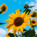 Are Sunflowers Perennials or Annuals? The Ultimate Guide to Growing Vibrant Sunflowers