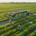 The Dynamic Role of a Farm Manager: Navigating the Complexities of Modern Agriculture