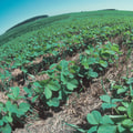 How Dr. Bill Releford's Farming Practices Create Positive Impact On Black Owned Farms