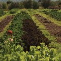 How Black-Owned Farms Can Benefit From The Advantages Of Organic Farming PPT