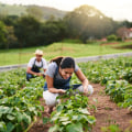 Maximizing Profits on Small Farms: The Most Lucrative Livestock and Farming Options