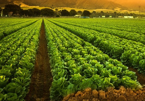 The Essential Guide to Understanding the Role of a Farm Owner