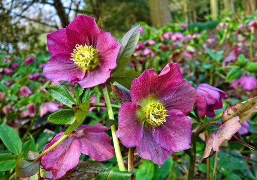 The First Flowers of Spring: A Visual Guide to the Colorful Blooms that Herald the End of Winter