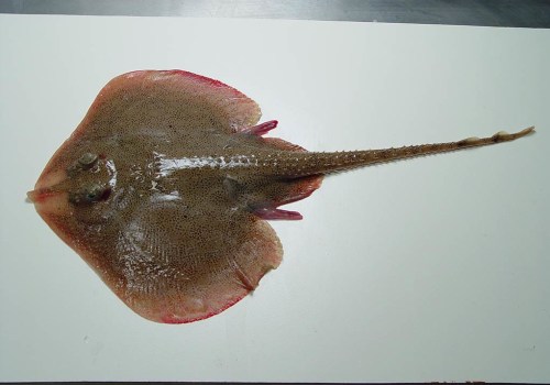 How To Choose The Freshest Skate Fish At The Market