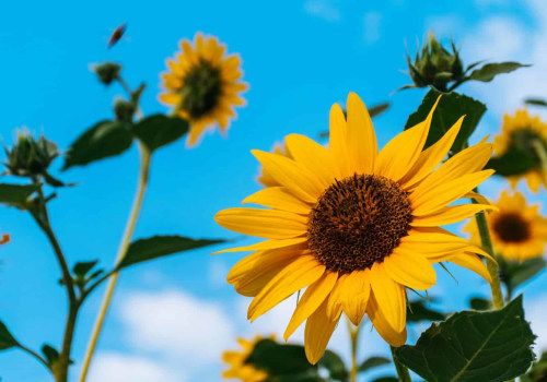 Are Sunflowers Perennials or Annuals? The Ultimate Guide to Growing Vibrant Sunflowers