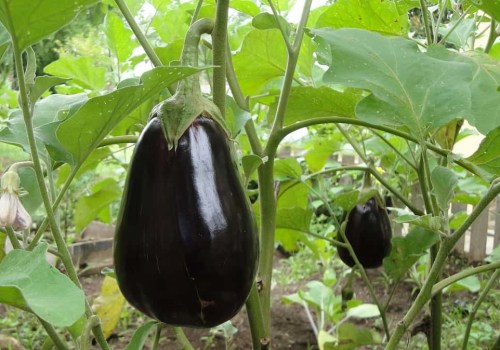 The Secrets to Success on a 5 Acre Farm
