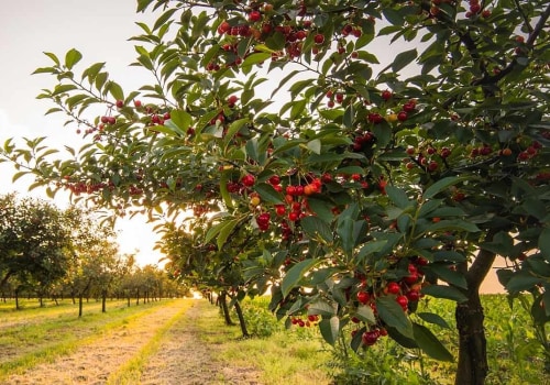 What Is an Orchard? Complete Guide to Tree Groves, Care & Fresh Abundance