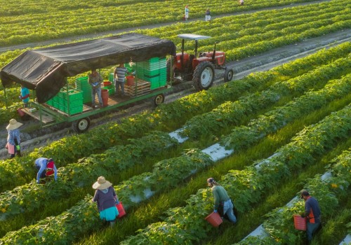 The Lucrative World of Organic Farming