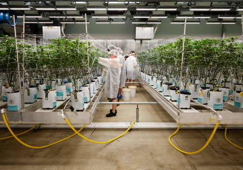 Frosted Kush Flowering Time: What to Expect from Seed to Harvest