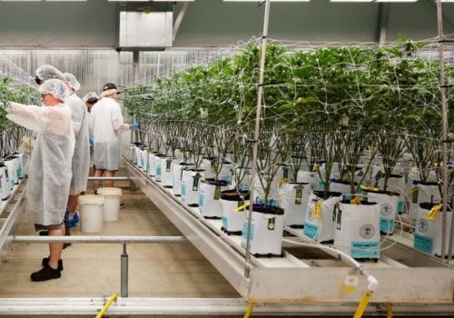 Indoor vs Outdoor Growing: Which Works Best for Frosted Kush Strain?