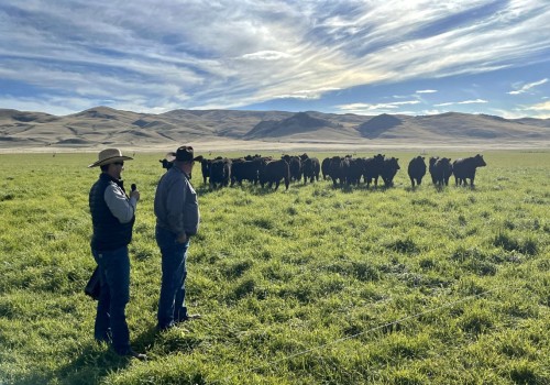 Farm vs. Ranch Life: Understanding the Difference Between a Farm and a Ranch for Daily Living