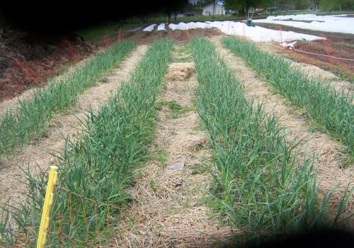 Maximizing Profits on Small Farms: The Most Lucrative Crops