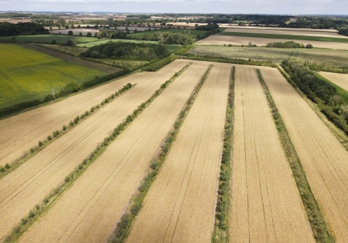 The Optimal Farm Size for Profitability: An Expert's Perspective